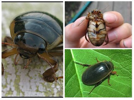 Plavunets fringed habitatul, nutriție, forma corpului, culoarea