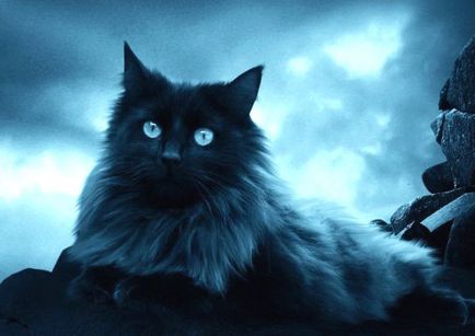 De ce nu te poti uita la pisica in ochii misticului si realitatii - pisica arata in ochi - animale -