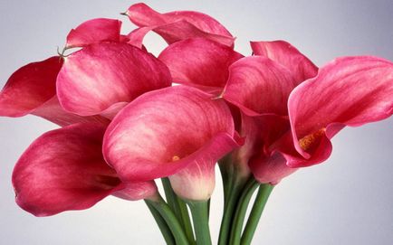 Miért nem virágzik Calla liliom (virágos) Miért nem virágzik Calla