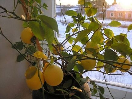 Чому у лимона жовтіють листя в домашніх умовах