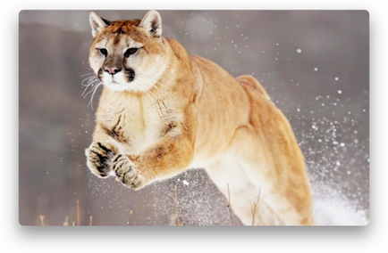 Підготовка mac до оновлення mountain lion - os x 10