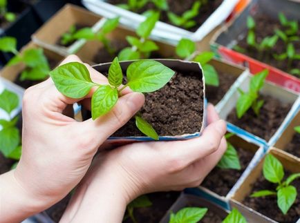 Agricultura de subzistență, provillage - se deplasează în sat