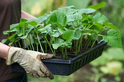 Agricultura de subzistență, provillage - se deplasează în sat