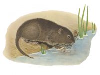 Vole (șobolan) apă, carte de referință