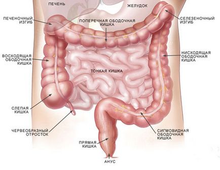 Simptome de colon Simptome și metode de tratament