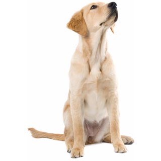 Порода голдадор - фото, характер, догляд, дресирування, хвороби, ціна собаки