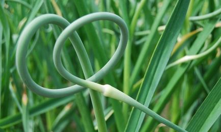 Plantarea usturoiului - ceea ce trebuie să știți despre creșterea usturoiului video în aer liber