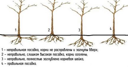 Plantarea de pere în toamnă în suburbii, alegerea celor mai bune soiuri, îngrijirea plantei