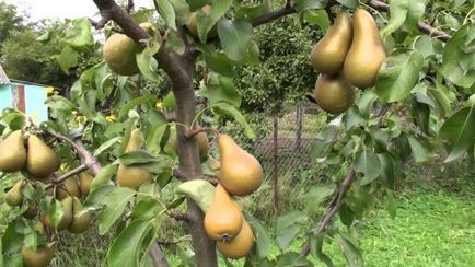 Plantarea de pere în toamnă în suburbii, alegerea celor mai bune soiuri, îngrijirea plantei