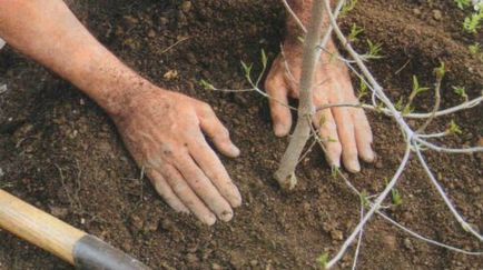 Plantarea de pere în toamnă în suburbii, alegerea celor mai bune soiuri, îngrijirea plantei