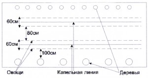 Посадка молодого саду, розплідник Волкових