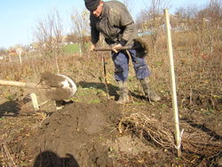 Plantarea unei grădini tinere, o pepinieră de lupi