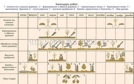 Plantarea răsadurilor de pere