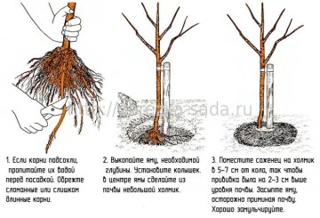 Plantarea răsadurilor de pere