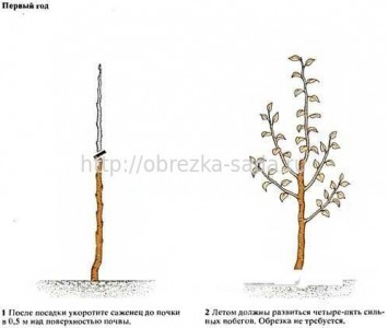 Plantarea răsadurilor de pere