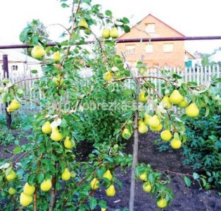 Plantarea răsadurilor de pere