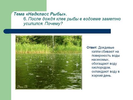 Після дощу клювання риби у водоймі помітно посилився