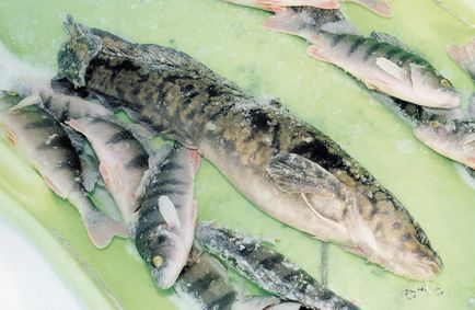 A pályák a titokzatos menyhal (halászat) A pályák a titokzatos menyhal