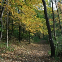 Trekking în regulile forestiere