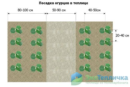 Правильна посадка огірків в теплиці - всі етапи