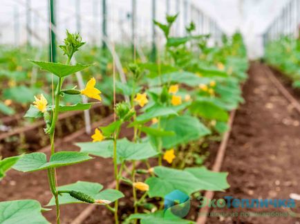 Megfelelő ültetés uborka üvegházban - minden szakaszában