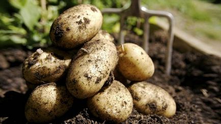 Правильне зберігання картоплі
