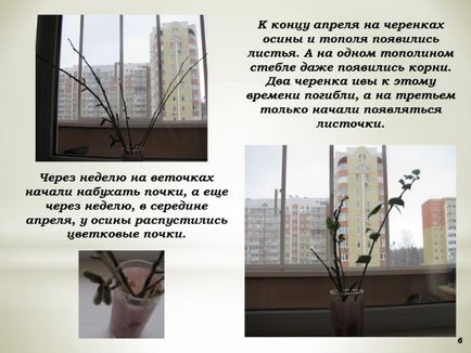 Előadás - tanulmány „hogyan növekszik a fa” (munka) Előadás - tanulmány „hogyan növekszik a fa”