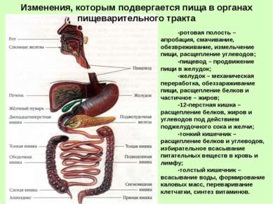 Prezentare - infecție intestinală - descărcare gratuită