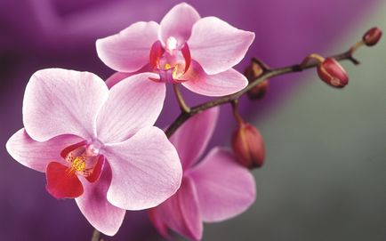 Motive pentru popularitatea si simbolismul buchetelor de calla si orhidee