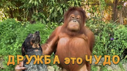Vicces képek a barátság szavak (35 fotó) - vicces kép és humor (barátság) Vicces képek a barátság szavak (35 fotó) - vicces kép és humor