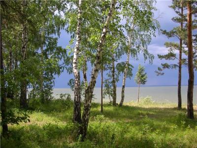 Natură, plante și animale din regiunea Novosibirsk