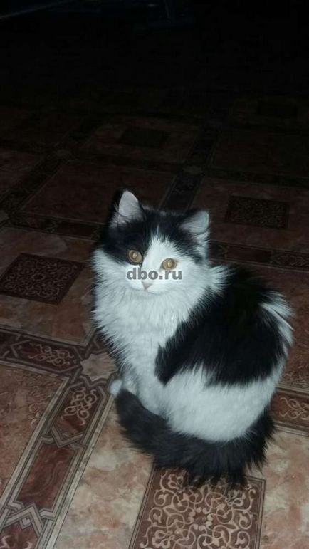 De vânzare pisică țigană în moscow - №212827