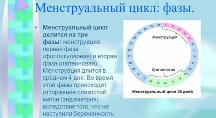 Тривалість менструального циклу - скільки днів має бути між місячними