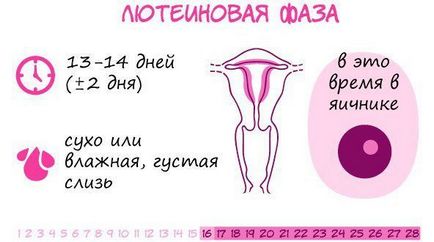 Durata ciclului menstrual - câte zile ar trebui să fie între lunar