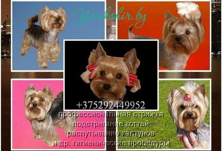 Tunsor profesionist Yorkshire terrier, Mogilev - Yorkshire Terrier în Belarus - acest lucru