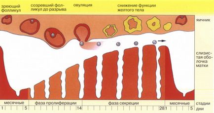 Intervalul dintre menstruație este intervalul dintre rata de menstruație