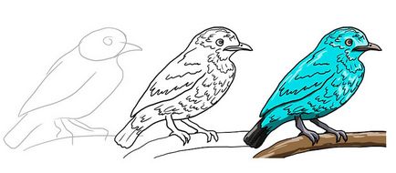 Birds cum să deseneze o albastră coting