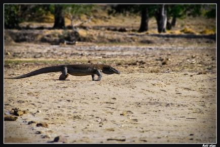 Utazzon Komodo, Rinca és (start), az idegenvezető Bali