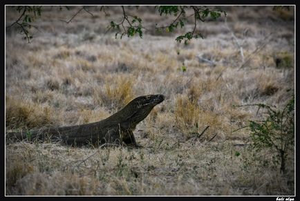 Călătorie spre Komodo, Rincha și de la (Început), Ghid pentru Bali