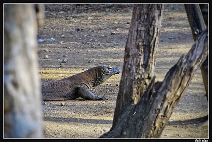 Călătorie spre Komodo, Rincha și de la (Început), Ghid pentru Bali