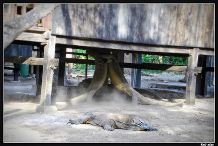 Călătorie spre Komodo, Rincha și de la (Început), Ghid pentru Bali