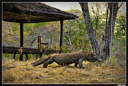 Călătorie spre Komodo, Rincha și de la (Început), Ghid pentru Bali