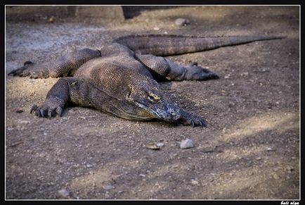 Călătorie spre Komodo, Rincha și de la (Început), Ghid pentru Bali