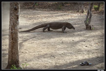 Utazzon Komodo, Rinca és (start), az idegenvezető Bali