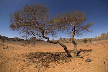 Utazás a Szaharát, frissebb - a legjobb a nap, amit valaha is szüksége van! (Desert) Utazás a Szaharát, frissebb - a legjobb a nap, amit valaha is szüksége van!