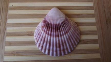 Shells vin în diferite frumos și teribil - târg de meșteșugari - manual, manual