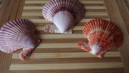 Shells vin în diferite frumoase și teribile - târg de meșteșugari - manual, manual