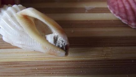 Kagyló jönnek a különböző szép és szörnyű - Fair Masters - kézzel készített, kézzel készített