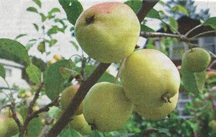 Ранетки, райські яблучка - сади сибіру