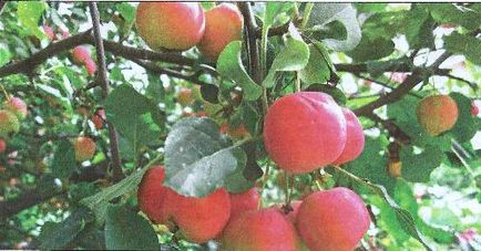 Ranetki, merele cerești - grădini din Siberia